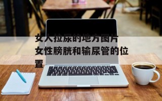 女人拉尿的地方图片 女性膀胱和输尿管的位置