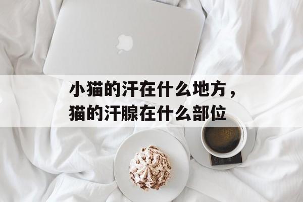 小猫的汗在什么地方，猫的汗腺在什么部位-第1张图片-